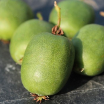 Mini-Kiwi Rogów weiblich (Pflanze)