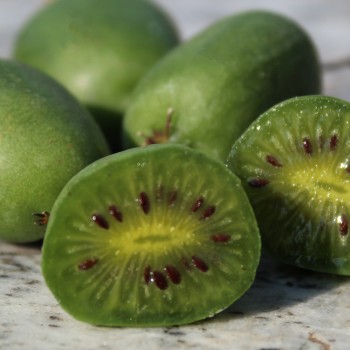 Mini-Kiwi Rogów weiblich (Pflanze)