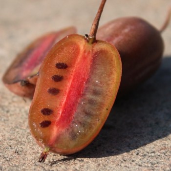 Mini-Kiwi Twist weiblich (Pflanze)