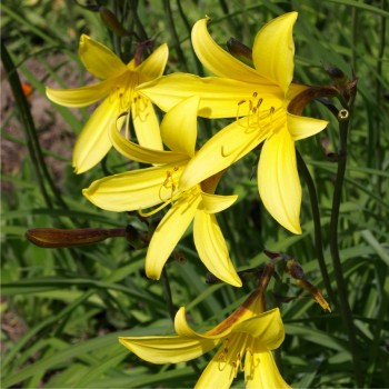 Kleine Taglilie gelb (Pflanze)