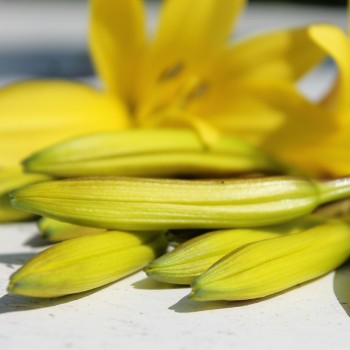 Kleine Taglilie gelb (Pflanze)