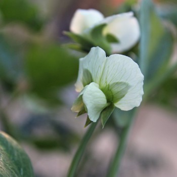 Knackerbse Sugar Snap (Samen)