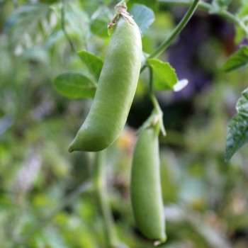 Knackerbse Sugar Snap (Samen)