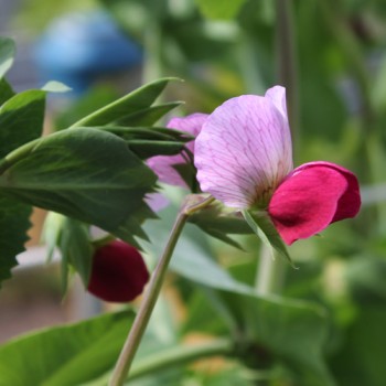 Knackerbse Spring Blush (Samen)