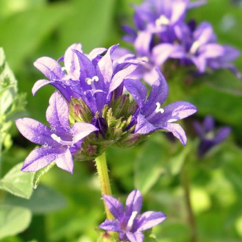Knäuelglockenblume (Samen)