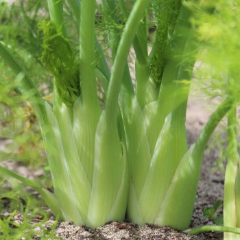 Knollenfenchel Di Firenze (Samen)