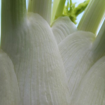 Knollenfenchel Mantovano (Samen)