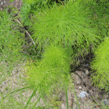 Knollenfenchel Mammoth (Samen)