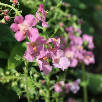 Königskerze rosa (Samen)