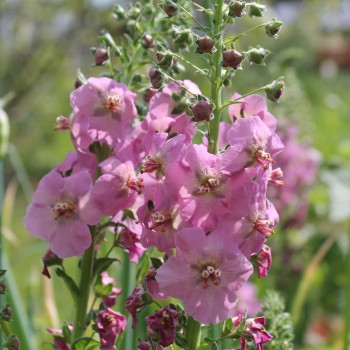 Königskerze rosa (Samen)