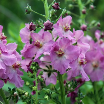 Königskerze rosa (Samen)