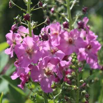 Königskerze rosa (Samen)