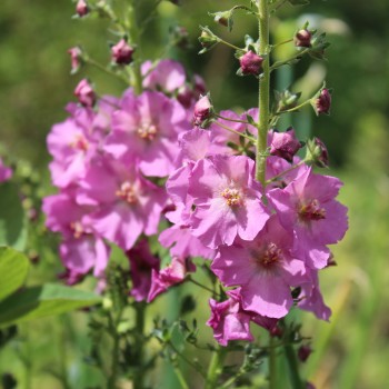Königskerze rosa (Samen)