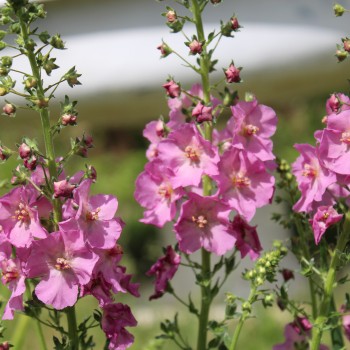 Königskerze rosa (Samen)
