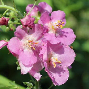 Königskerze rosa (Samen)