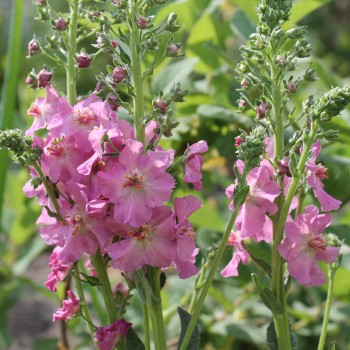 Königskerze rosa (Samen)