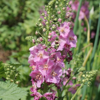 Königskerze rosa (Samen)