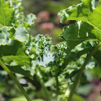 Federkohl Ostfriesische Palme (Samen)