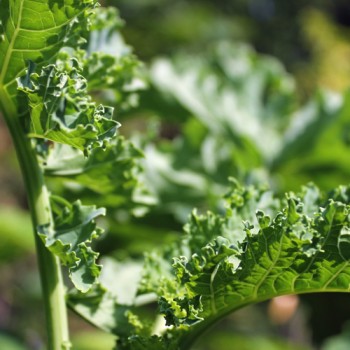 Federkohl Ostfriesische Palme (Samen)