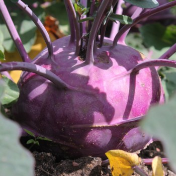 Kohlrabi Blauer Speck (Samen)