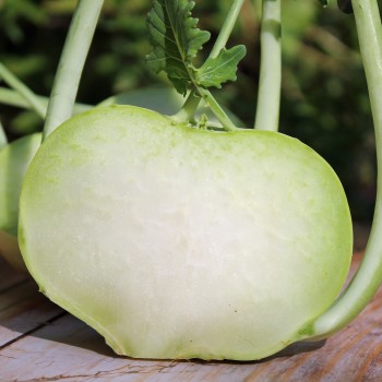 Kohlrabi Früher Grüner (Samen)
