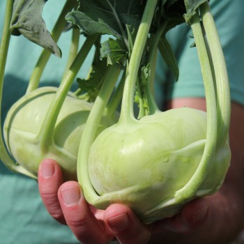 Kohlrabi Früher Grüner (Samen)