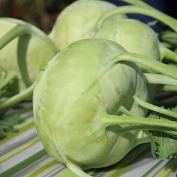 Kohlrabi Früher Grüner (Samen)