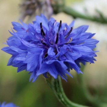 Kornblume blau gefüllt (Samen)