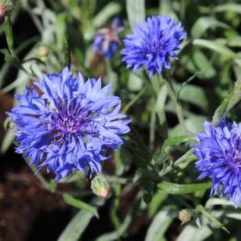 Kornblume blau gefüllt (Samen)