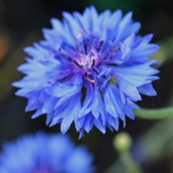 Kornblume blau gefüllt (Samen)