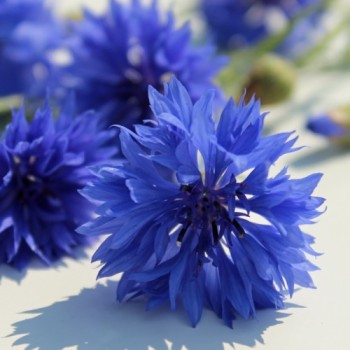 Kornblume blau gefüllt (Samen)