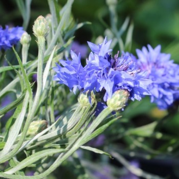 Kornblume blau gefüllt (Samen)
