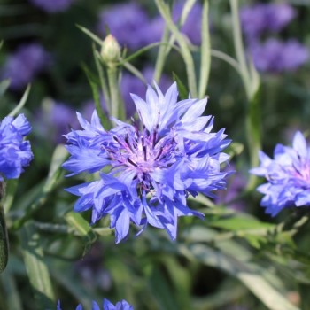 Kornblume blau gefüllt (Samen)