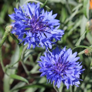 Kornblume blau gefüllt (Samen)