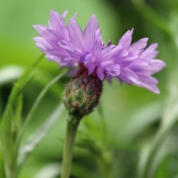 Kornblume Midget Lilac (Samen)