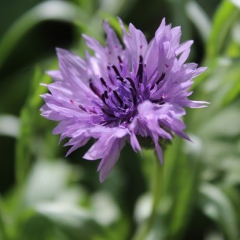 Kornblume Midget Lilac (Samen)