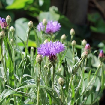 Kornblume Midget Lilac (Samen)