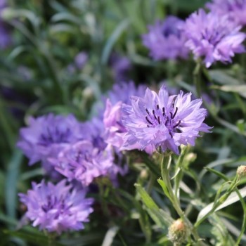 Kornblume Midget Lilac (Samen)