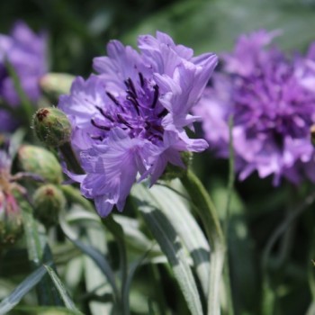 Kornblume Midget Lilac (Samen)