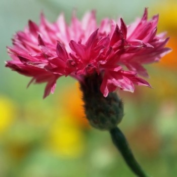 Kornblume pink (Samen)