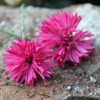 Kornblume pink (Samen)