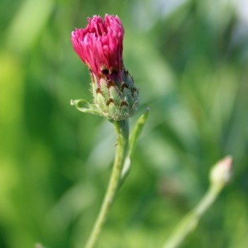 Kornblume pink (Samen)