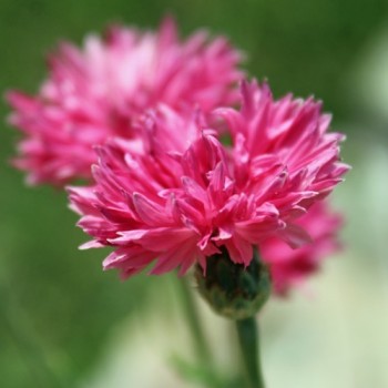 Kornblume pink (Samen)