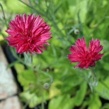 Kornblume pink (Samen)