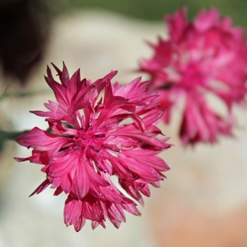 Kornblume pink (Samen)