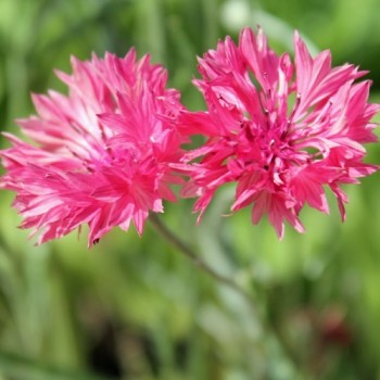 Kornblume pink (Samen)