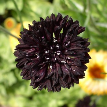 Kornblume schwarz (Samen)