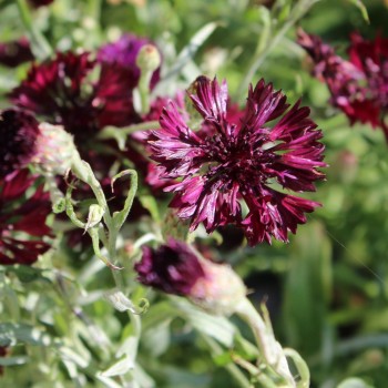 Kornblume schwarz (Samen)
