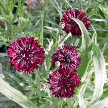 Kornblume schwarz (Samen)