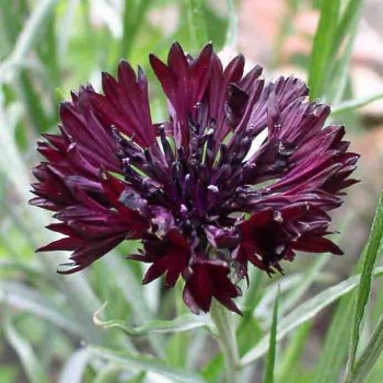 Kornblume schwarz (Samen)